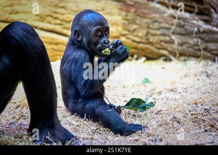 Prag, Tschechische Republik. Januar 2025. Feier zum ersten Geburtstag der weiblichen Tieflandgorilla Mobi, Enkelin des berühmten Moja im ZOO Prag, Tschechien, 4. Januar 2025. Quelle: VIT Simanek/CTK Photo/Alamy Live News Stockfoto