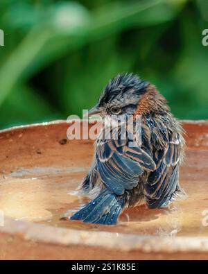 Nahaufnahme eines Spatzes mit kleinem Kragen, der früh am Morgen in einem Garten in den östlichen Andengebirgen in einer Tonplatte ein Bad nimmt. Stockfoto