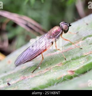 Centurion Fly (Sargus bipunctatus) mit zwei Punkten Stockfoto