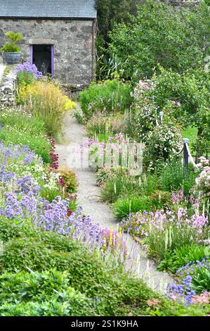 Ein Teil des Inverewe-Gartens mit Dierama, Mullien, Verbascum chaixii und Rosen Scotland July Stockfoto