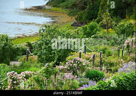 Ein Teil des Inverewe-Gartens mit Dierama, Mullien, Verbascum chaixii und Rosen Scotland July Stockfoto