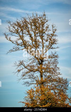 Blick in die Krone eines hohen Baumes mit Herbstlaub vor blauem Himmel, vertikal Stockfoto