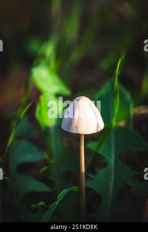 Einzelner Pilz zwischen grünen Blättern im Herbstwald, vertikal Stockfoto