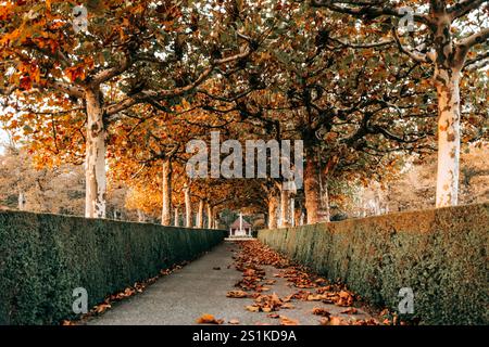 Wanderweg gesäumt von herbstlichen Platanen und präzise geschnittenen Hecken in Grün- und Orangentönen Stockfoto