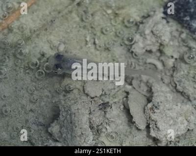 Westliche Moskitofisch (Gambusia affinis) Stockfoto