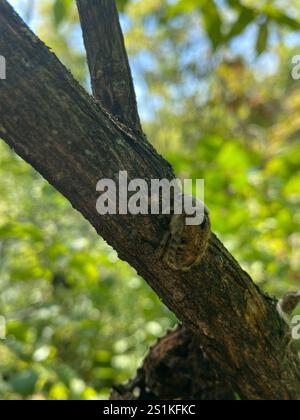 Hummeln Flower Beetle (Euphorie inda) Stockfoto