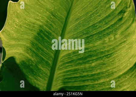 Extreme Nahaufnahmen der Adern eines indischen Shot Blattes, beleuchtet durch das Licht der Morgensonne, in einem Garten in den östlichen Anden. Stockfoto