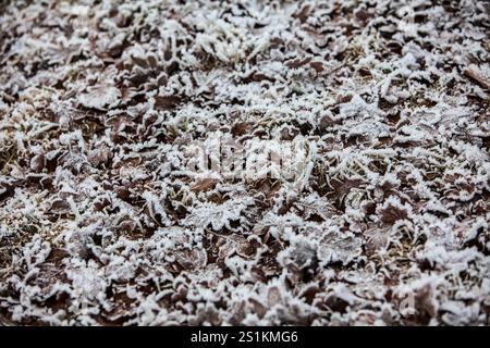 Gefrorene Eichenlaub Stockfoto