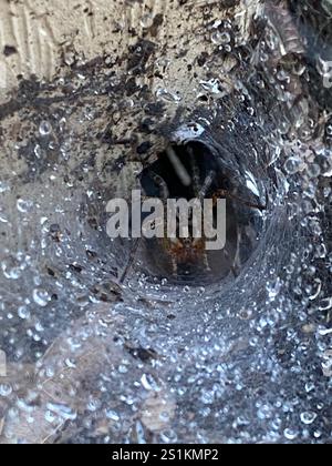 Rustikale Wolfsspinne (Trochosa ruricola) Stockfoto