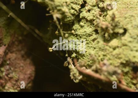 Schwefelstoppelflechte (Chaenotheca furfurfuracea) Stockfoto