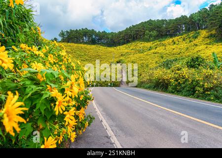 Die malerische Straße führt durch das lebhafte Feld der gelben Blume von Tree Marigold oder mexikanische Sonnenblume, die auf einem Hügel in Doi Mae U Kho, Mae Hong Son, Th blühen Stockfoto