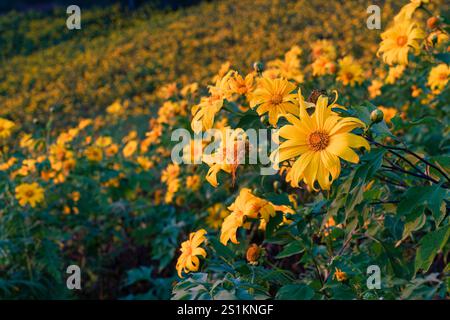 Lebhaftes Feld der gelben Blume von Baum Marigold oder mexikanische Sonnenblume blüht am warmen Abend auf dem Hügel Stockfoto