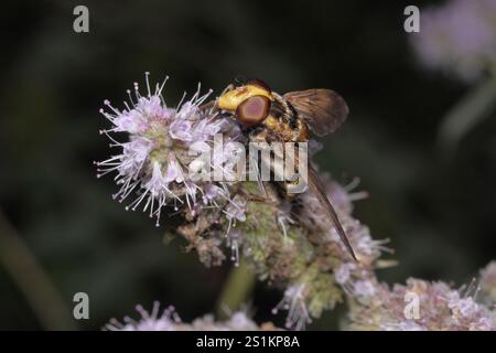 Zwergschwanzfliegen (Volucella inanis) Stockfoto