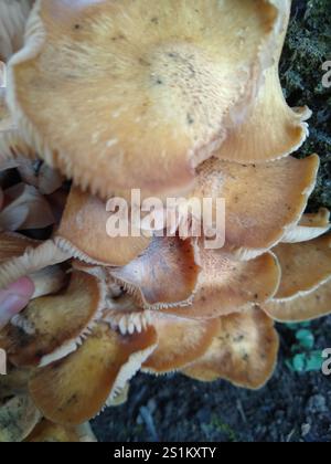 Ringloser Honigpilz (Desarmillaria caespitosa) Stockfoto