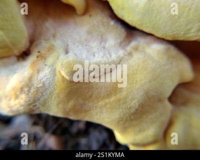 Westliches Hartholz-Schwefelregal (Laetiporus gilbertsonii) Stockfoto