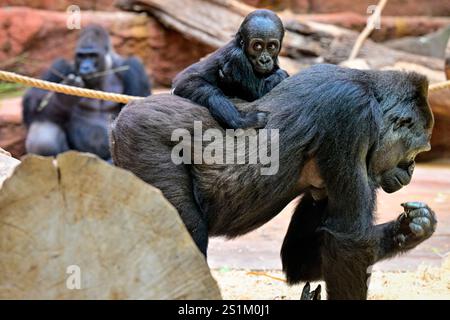 Prag, Tschechische Republik. Januar 2025. Feier zum ersten Geburtstag der weiblichen Tieflandgorilla Mobi, Enkelin des berühmten Moja im ZOO Prag, Tschechien, 4. Januar 2025. Quelle: VIT Simanek/CTK Photo/Alamy Live News Stockfoto