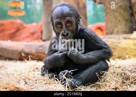 Prag, Tschechische Republik. Januar 2025. Feier zum ersten Geburtstag der weiblichen Tieflandgorilla Mobi, Enkelin des berühmten Moja im ZOO Prag, Tschechien, 4. Januar 2025. Quelle: VIT Simanek/CTK Photo/Alamy Live News Stockfoto