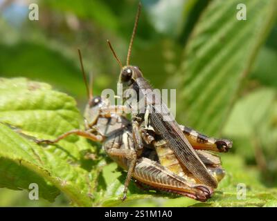 Keeler's Spur-Kehle Grasshopper (Melanoplus keeleri) Stockfoto