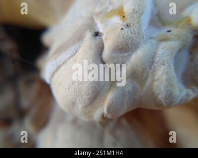 Westliches Hartholz-Schwefelregal (Laetiporus gilbertsonii) Stockfoto