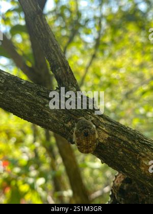 Hummeln Flower Beetle (Euphorie inda) Stockfoto