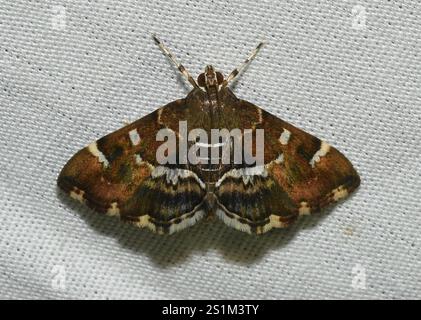 Gefleckte Rüben Webworm Motte (Hymenia perspectalis) Stockfoto