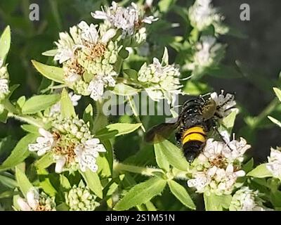 Haarige Scoliid Wasp (Scolia hirta) Stockfoto