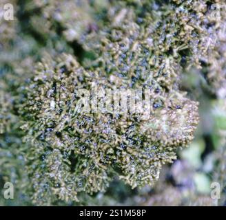 Polierte Tarnflechte (Melanelixia glabratula) Stockfoto