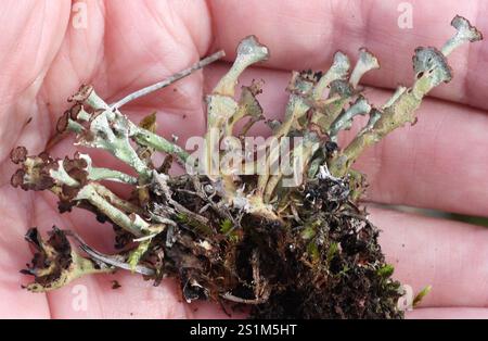 Gebräunte Pixie Flechten (Cladonia gracilis turbinata) Stockfoto