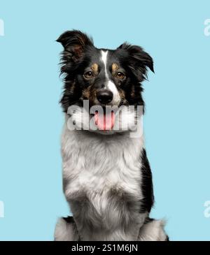 Lächelnder Border Collie posiert in einem Studio mit blauem Hintergrund Stockfoto