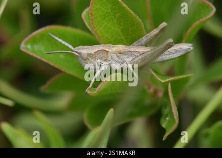 Rocky Mountain gestreute Heuschrecke (Chloealtis abdominalis) Stockfoto