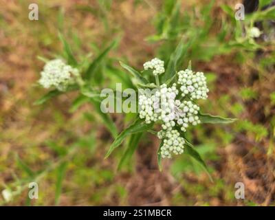 Spätboneset (Eupatorium serotinum) Stockfoto