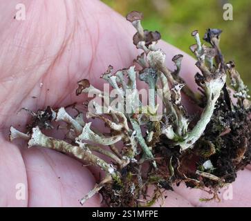 Gebräunte Pixie Flechten (Cladonia gracilis turbinata) Stockfoto