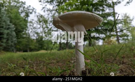 Amerikanische abrupte Bulbed Lepidella (Amanita abrupta) Stockfoto