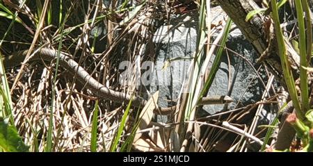 Gelbliche Whipsnake (Demansia psammophis) Stockfoto