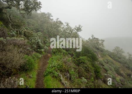 Dirt Trail führt durch knorrige Bäume auf dem Weg zum Aussichtspunkt China Pines Stockfoto
