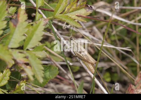 Lokomotive Grasshopper (Chorthippus apricarius) Stockfoto