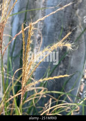 King Ranch Bluestem (Bothriochloa ischaemum) Stockfoto