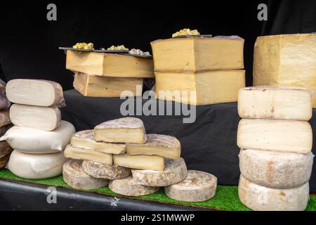 Verkostung verschiedener Hartkäsesorten im italienischen Käsebetrieb, Verkostung von Würfeln an Bord Stockfoto