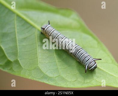 Dunkelblauer Tiger (Tirumala septentrionis) Stockfoto