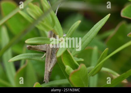 Rocky Mountain gestreute Heuschrecke (Chloealtis abdominalis) Stockfoto