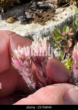 Weißer, kleinblütiger Pinsel (Castilleja parviflora albida) Stockfoto
