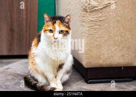 Eine schöne Calico-Katze sitzt bequem auf dem Boden direkt neben der Couch und genießt die gemütliche Innenumgebung Stockfoto