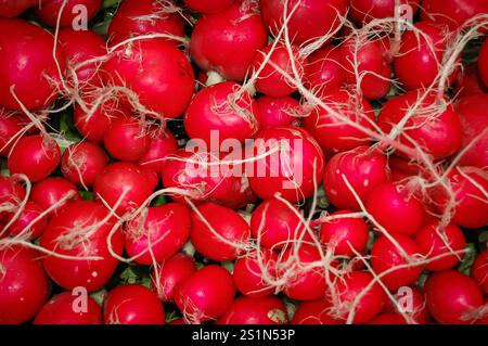 Rote Radieschen sind eine schnell wachsende Ernte in der kühlen Jahreszeit, die für ihren scharfen Geschmack bekannt ist Stockfoto