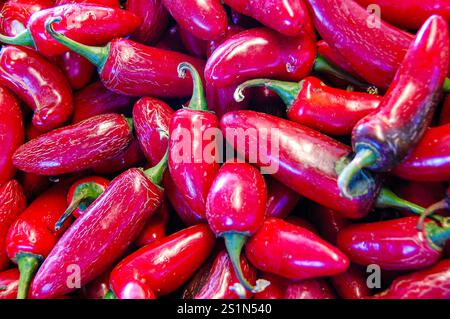 Chili-Paprika in verschiedenen Farben und Größen können mild bis heiß im Geschmack sein Stockfoto