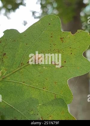 Gestreifte Pea Gall Wasp (Cynips longiventris) Stockfoto