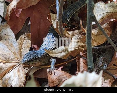 San Francisco Alligatoreidechse (Elgaria coerulea coerulea) Stockfoto