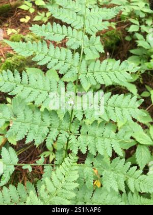 Spinulose-Holzfarn (Dryopteris carthusiana) Stockfoto