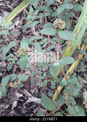 Florida Hängematte Sandmatte (Euphorbia ophthalmica) Stockfoto