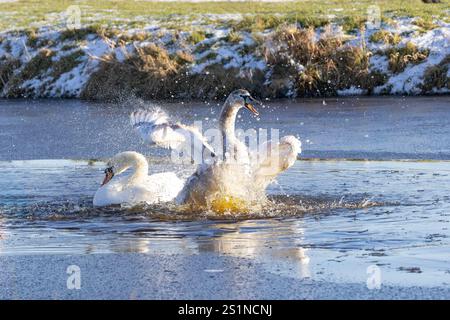 Ausgelassene stumme Schwäne, Cygnus olor, plätschern im warmen Licht des Sonnenaufgangs mit wilden Bewegungen im Wasser, die einen Vorhang aus feinen Wassertropfen und bilden Stockfoto