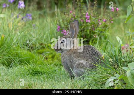 Porträt eines wilden Kaninchens, Oryctolagus cuniculus, der ruhig sitzt, Ohren nach oben und Augenkontakt zwischen langem Gras vor einem Hintergrund aus trübem blauem Purpurrot Stockfoto